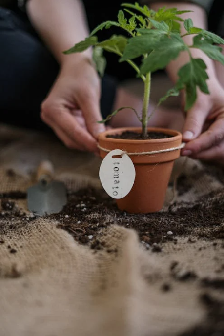 From Garden to Plate: Growing & Cooking with Herbs